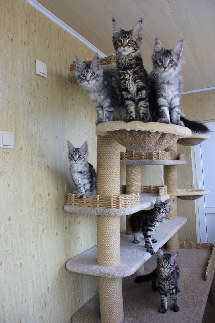 Кошачий комплекс для Мейн куна