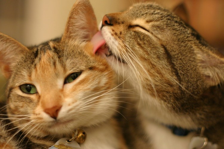 Котик облизывается