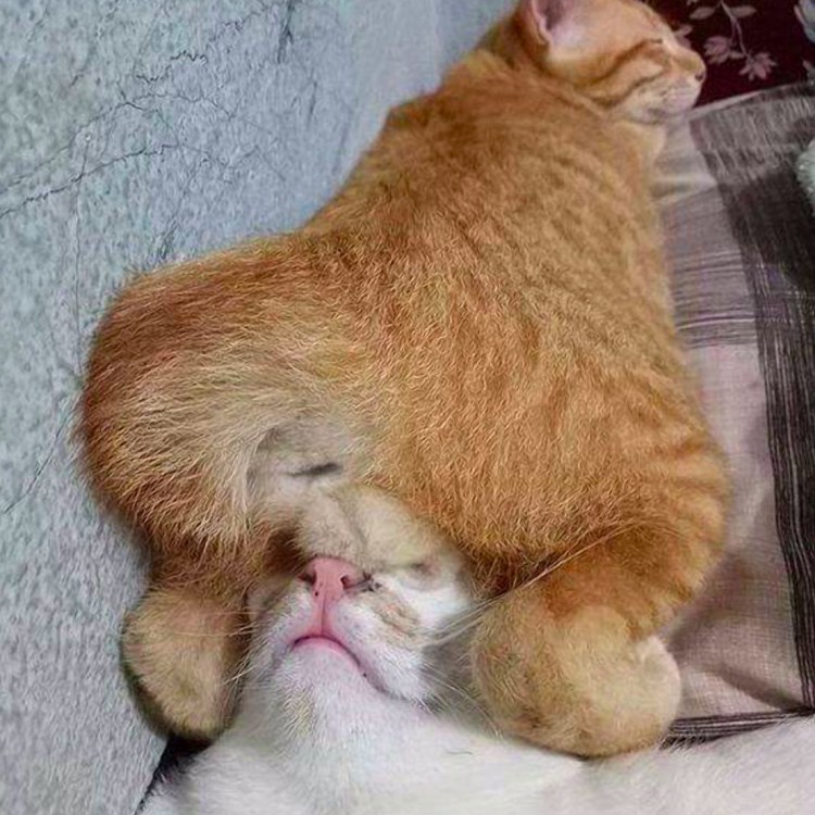 Рыжий кот с яйцами