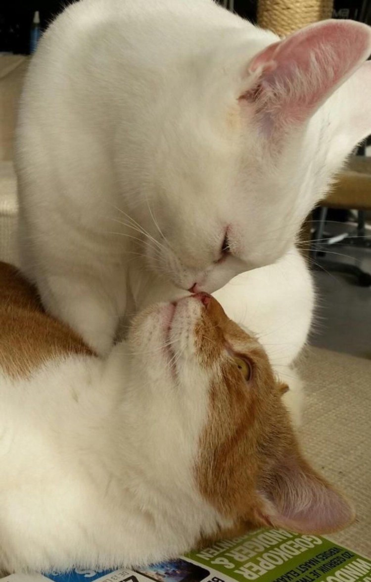 Поцелуй котят