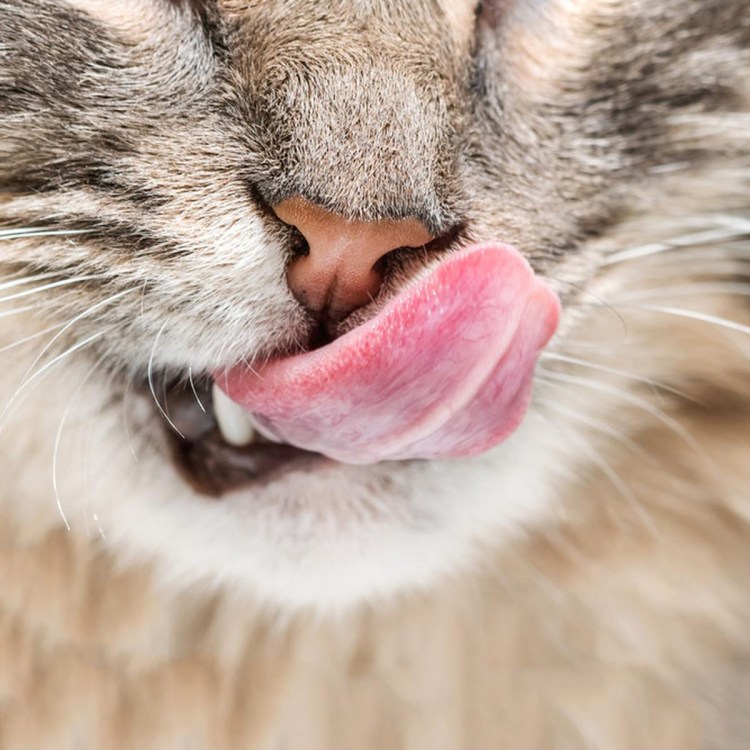 Кот нос с языком