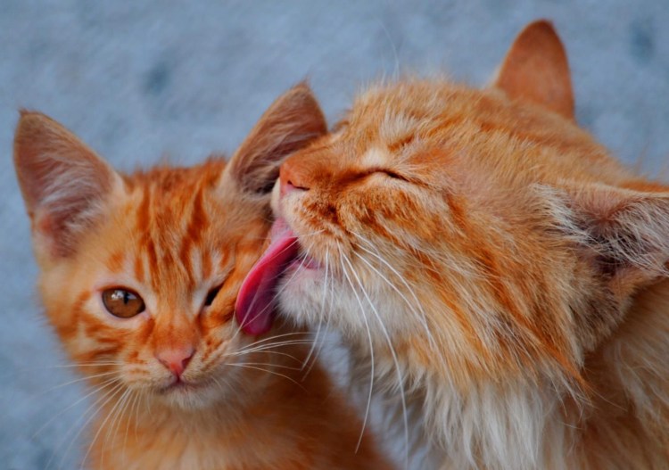 Рыжая кошка с котятами