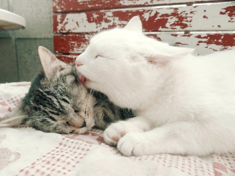 Нежные котята