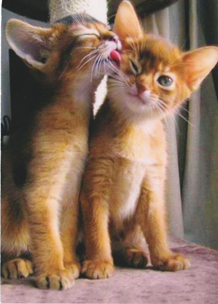 Кот облизывает