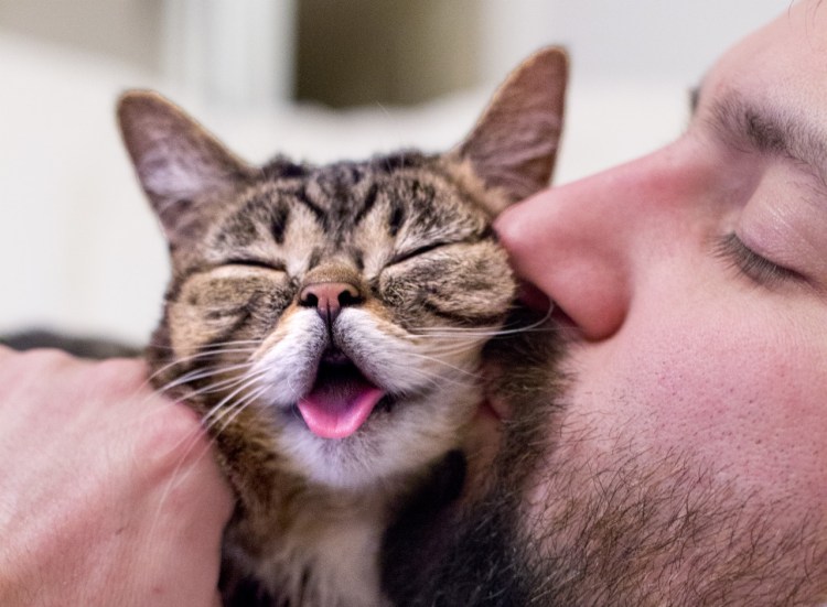 Кот целует