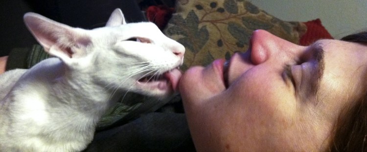 Кошка лизунья