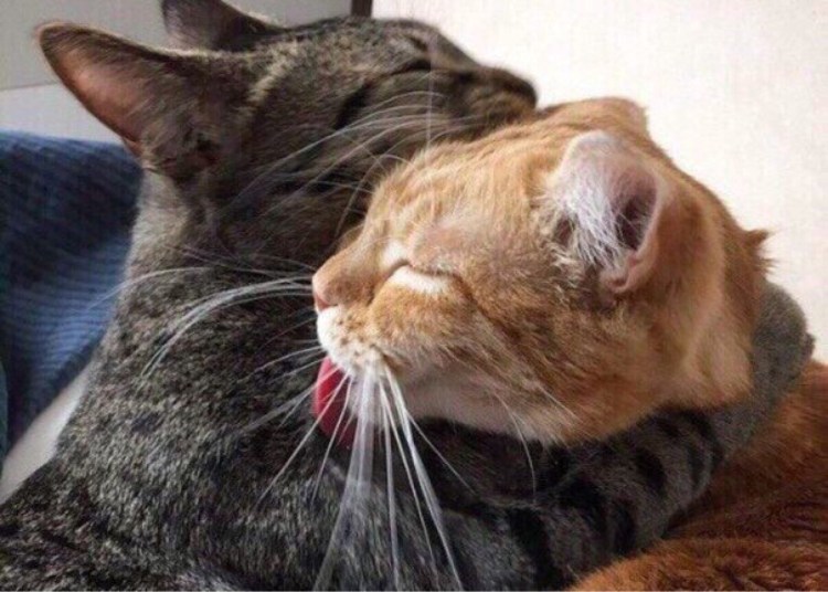 Кот кусает кота