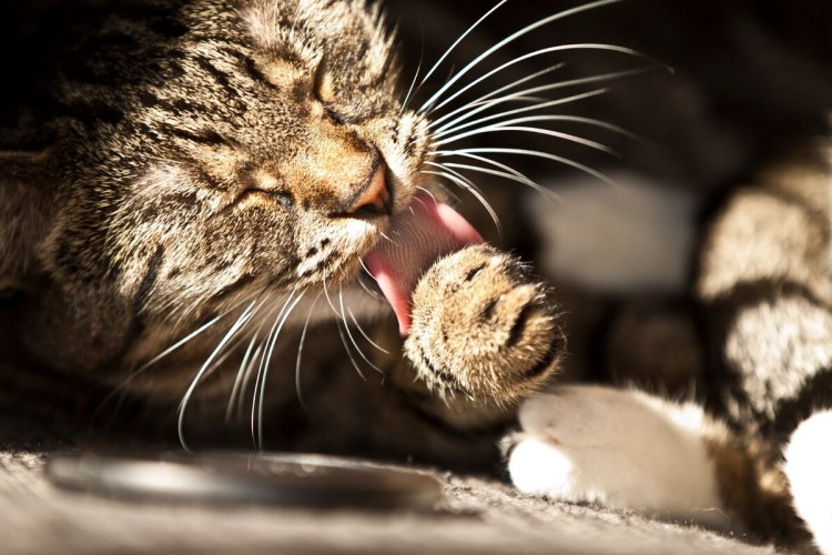 Кошка вылизывается