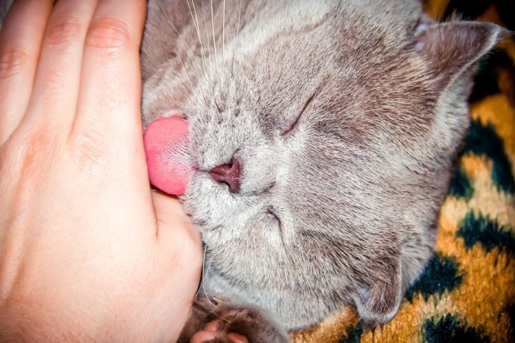 Котёнок лижет руку