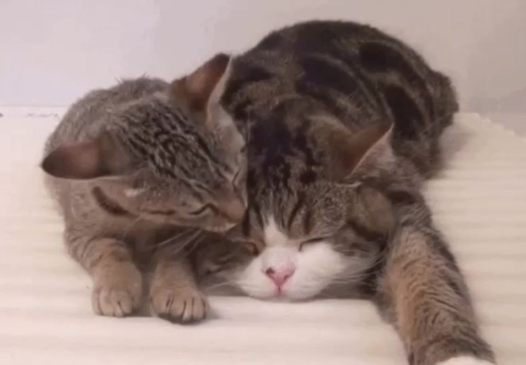 Кот лижет кошку гиф