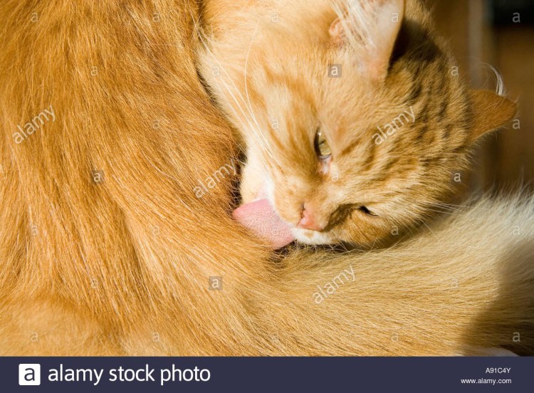 Кошка вылизывается