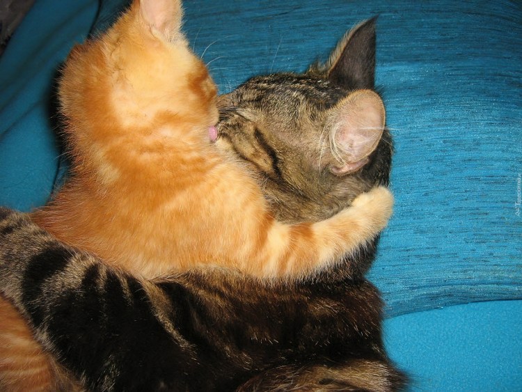 Кот вылизывает кошку