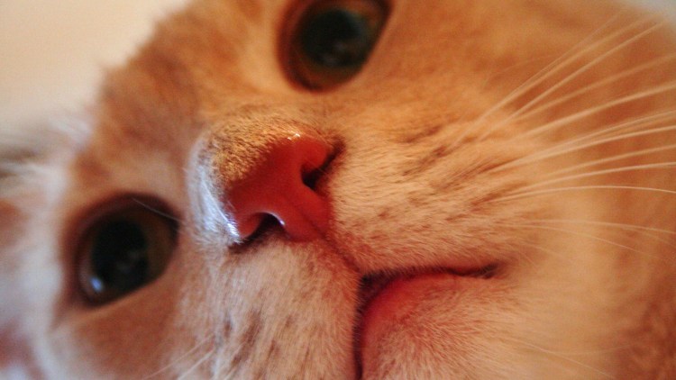 Котики с сердечками