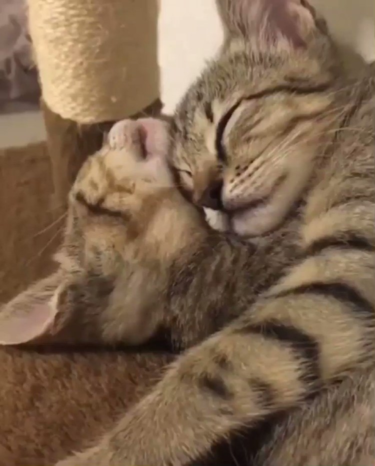 Котики Стикеры гиф