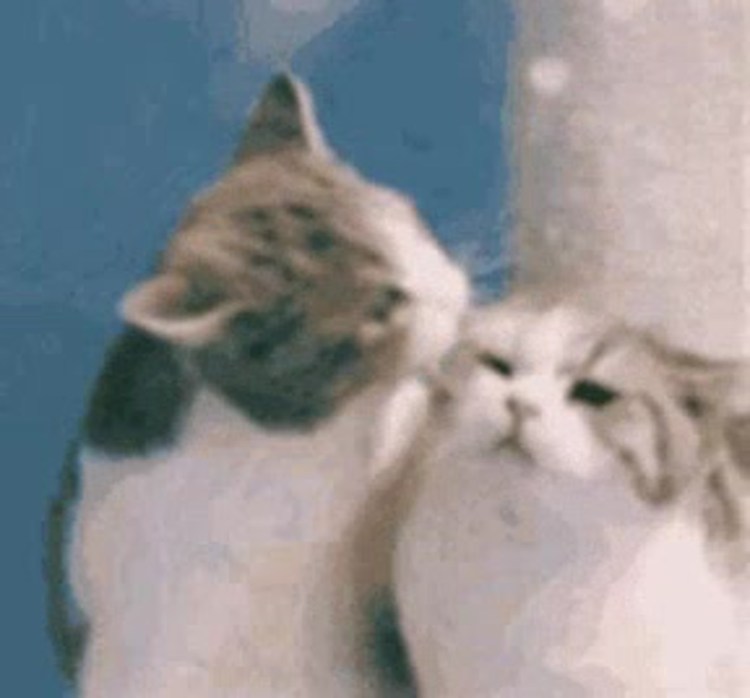 Гифка кот трясет головой