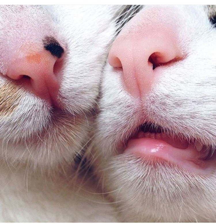 Котенок лижет экран