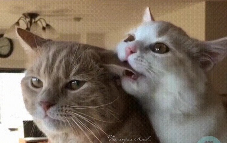 Иди обниму кот