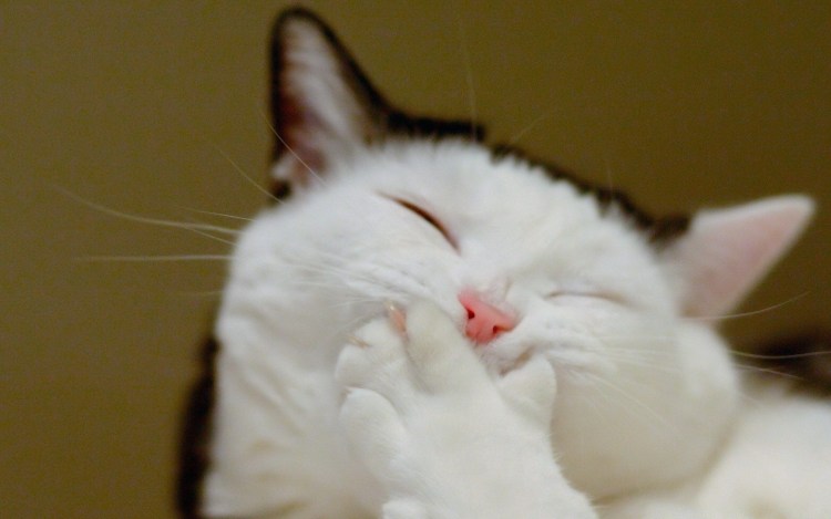 Кот Арина бро цылуюца с бешеным котом