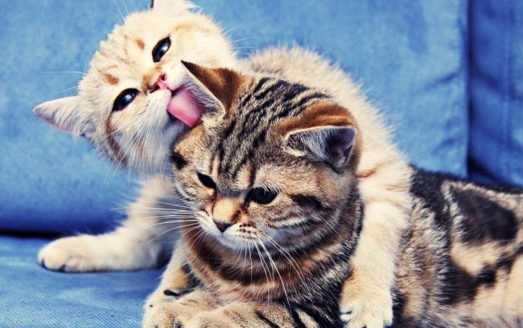 Розовый нос