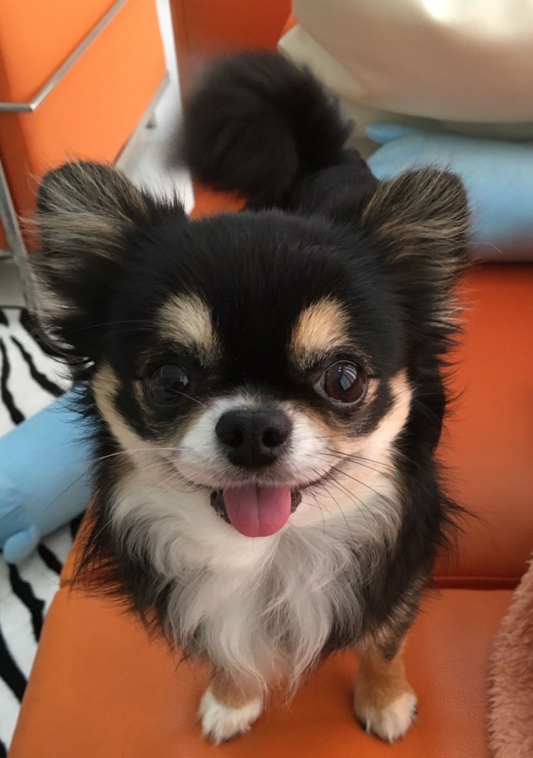 Стриженный чихуахуа