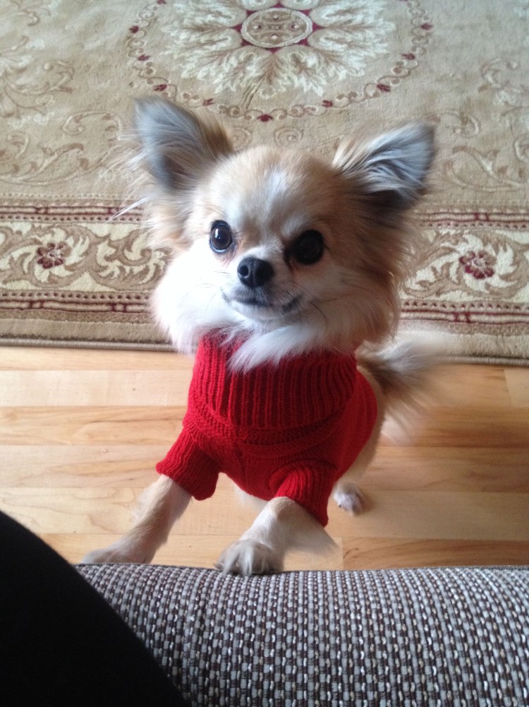 Чихуахуа стрижка ушей