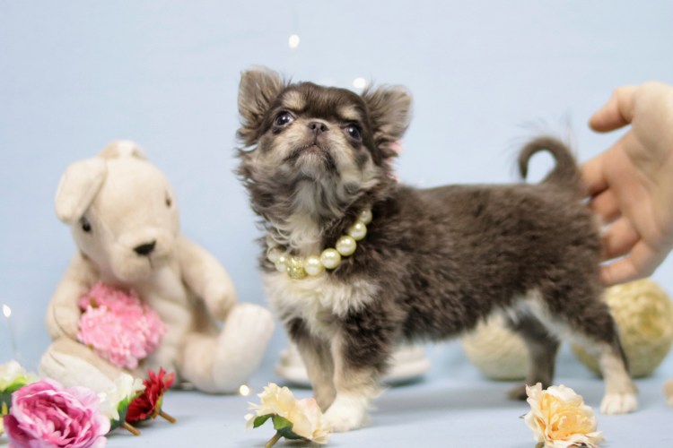 Груминг чихуахуа длинношерстных