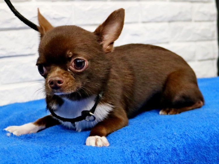 Груминг для чихуахуа гладкошерстные