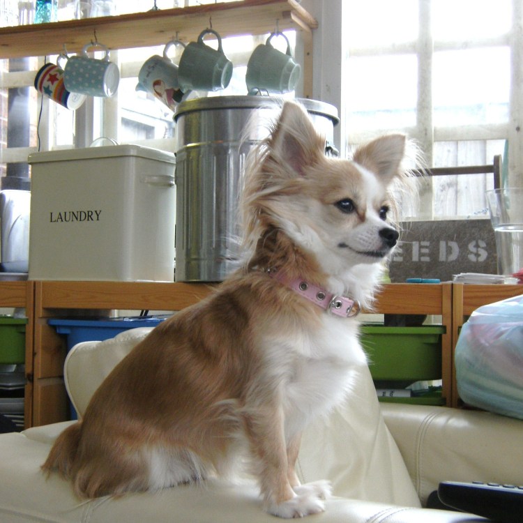 Гигиеническая стрижка чихуахуа