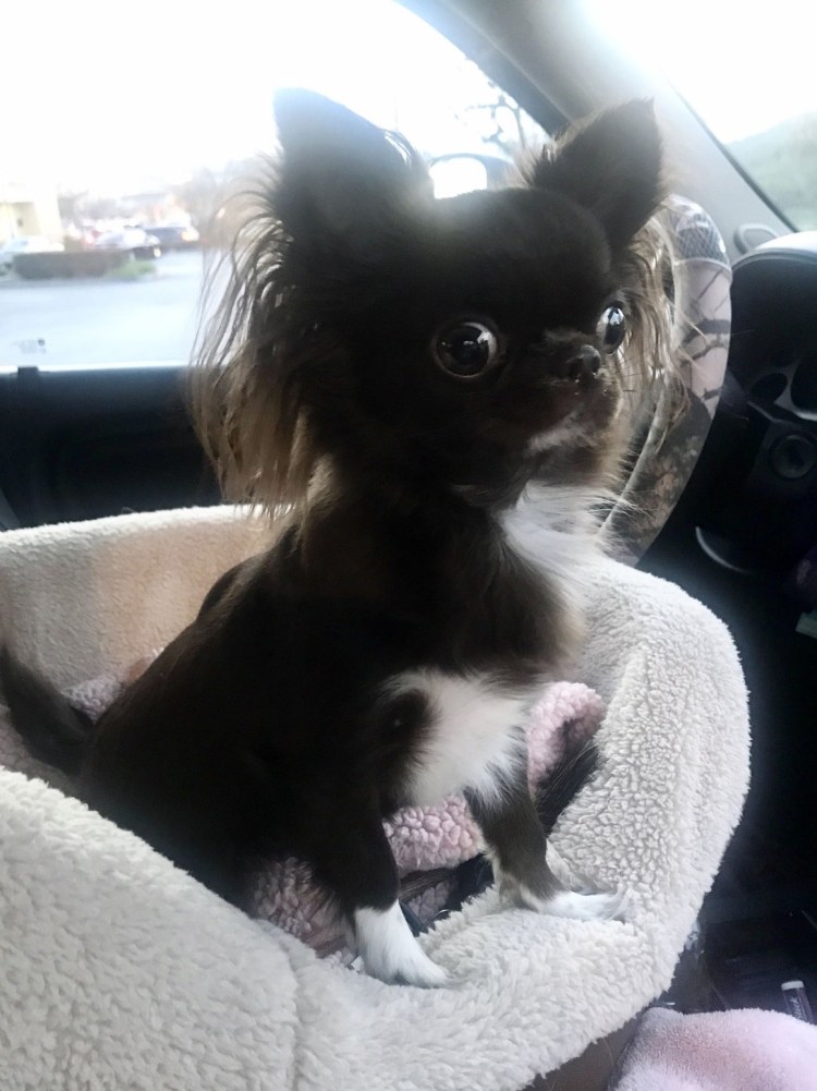 Груминг чихуахуа длинношерстных