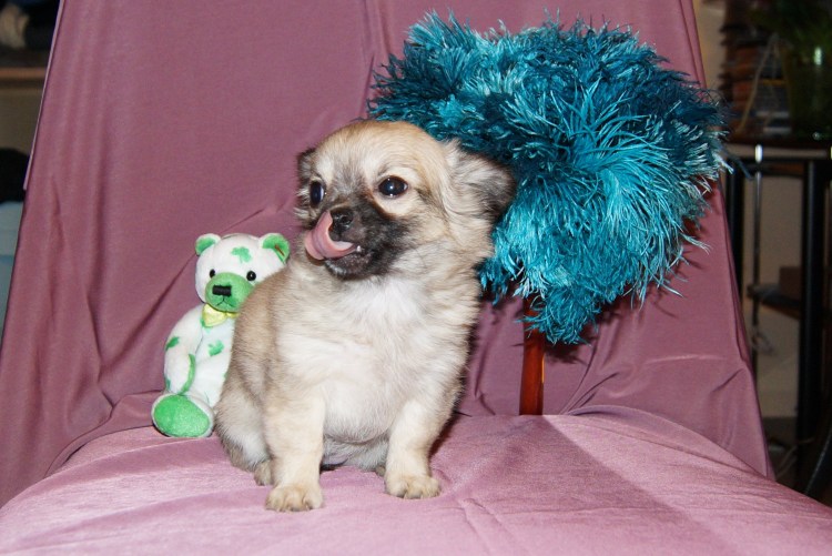 Стрижка чихуахуа длинношерстного