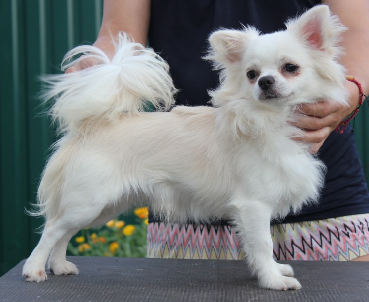 Груминг чихуахуа длинношерстных