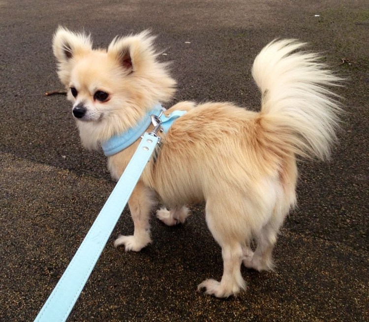 Чихуахуа стандарт длинношерстные