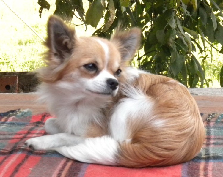 Грумминг чихуахуа