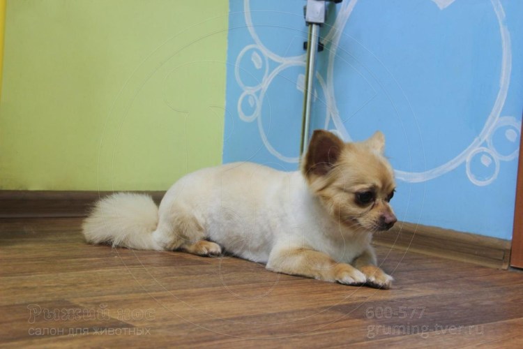 Хвост длинношерстного чихуахуа