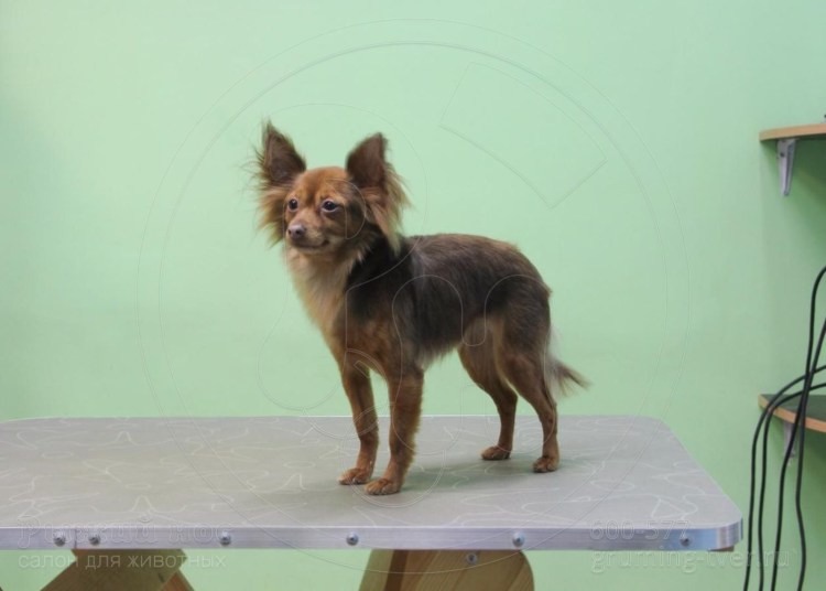 Чуа Хуа Хуа