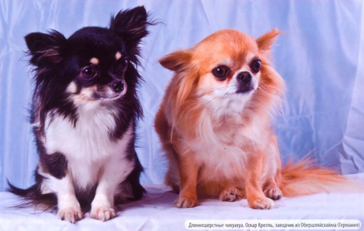Чихуахуа длинношерстные биколор