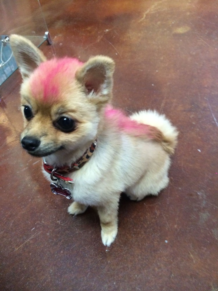 Стрижки чихуахуа гладкошерстные