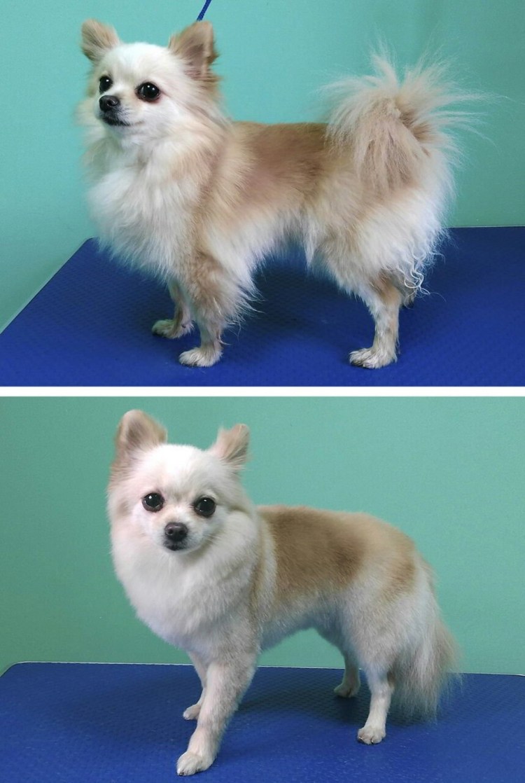 Груминг чихуахуа длинношерстных