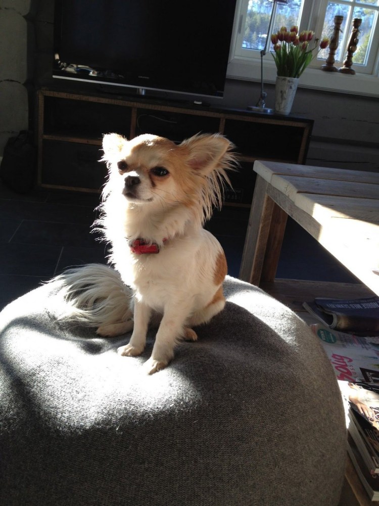 Груминг длинношерстный чих