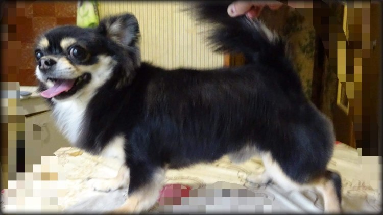 Чихуахуа стрижка под машинку