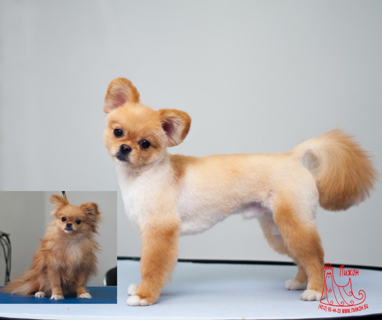 Чихуахуа кобби длинношерстный