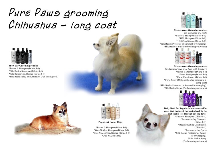 Померанский шпиц гладкошерстный