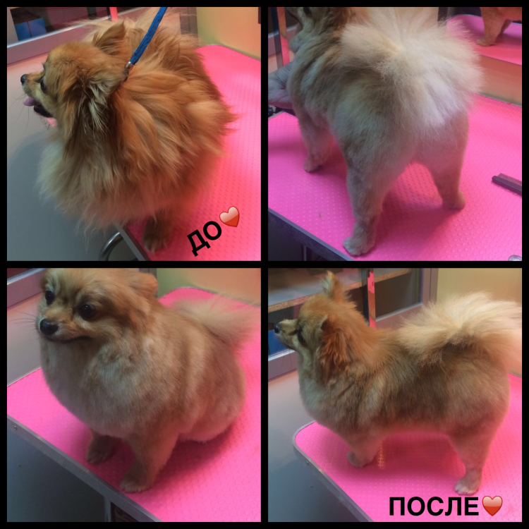 Грумминг чихуахуа длинношерстного