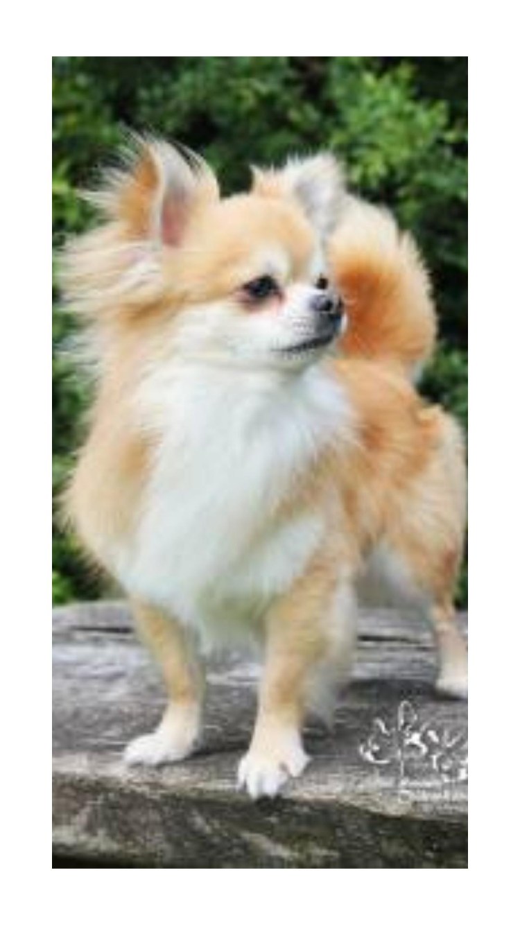 Мексиканский чихуахуа длинношерстный