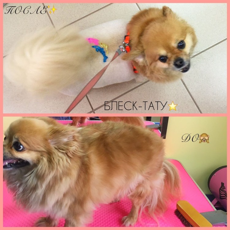 Груминг чихуахуа длинношерстных