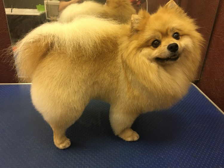 Груминг чихуахуа длинношерстных