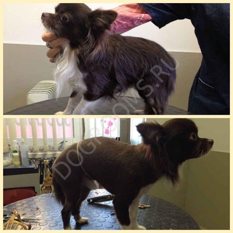 Стрижка чихуахуа длинношерстного