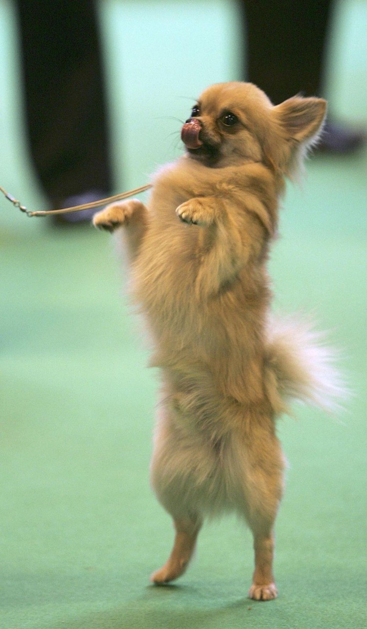 Чихуахуа кобби длинношерстный