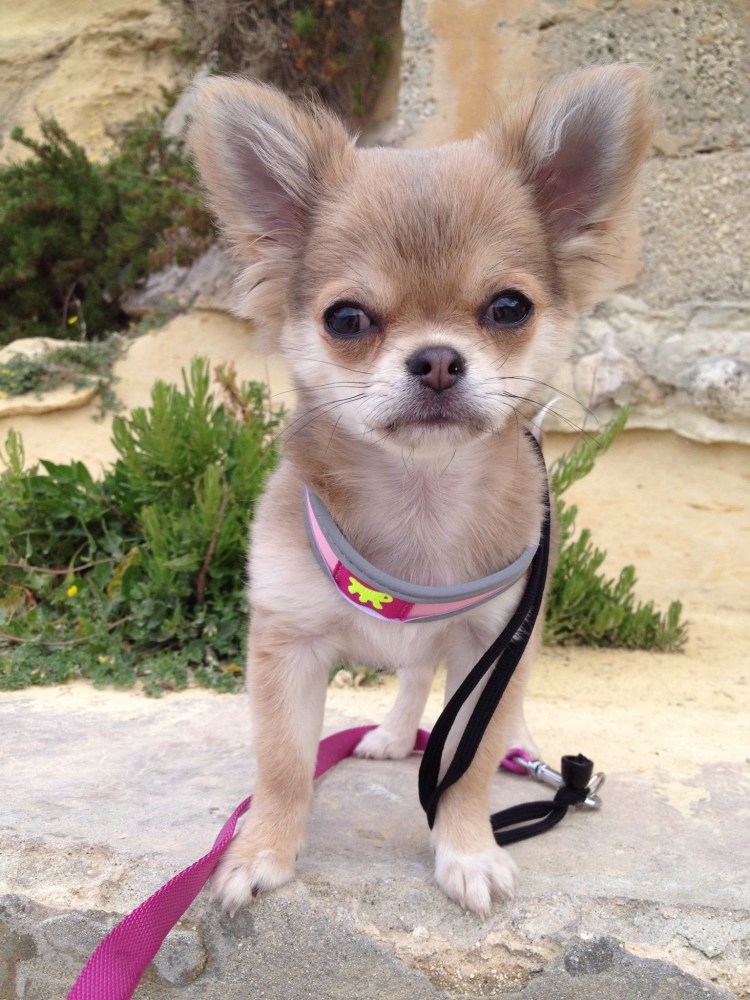 Чихуахуа черный длинношерстный надо ли стричь