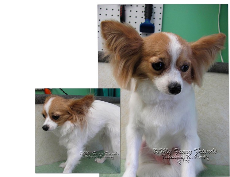 Чихуахуа стрижка под машинку